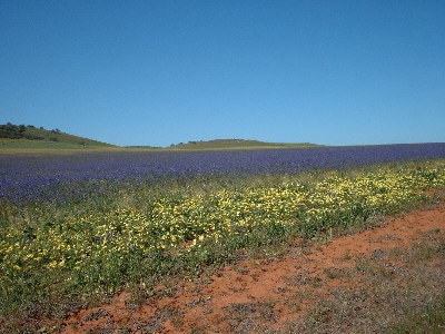 Wildflowers