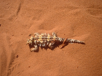 Thorny Devil
