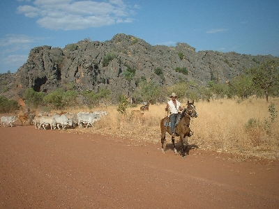 A real life cowboy