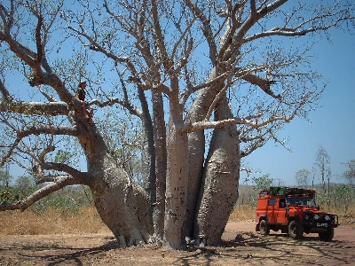 Robin in large baob tree