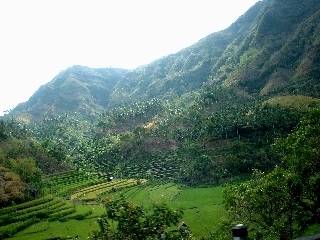 rice paddies of Bali