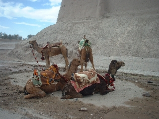 Camels 