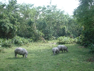One-horned rhinos at Chitwan