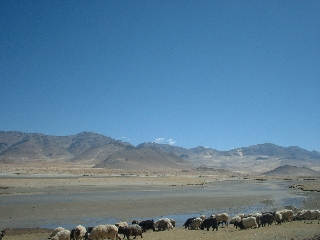 Yaks and Tibetan landscape