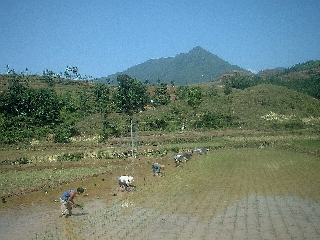 People working in the paddy fields