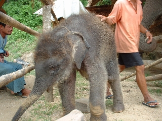 baby elephant